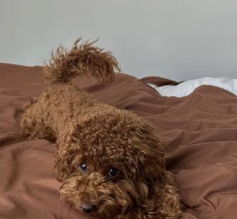 Передержка собак 5000 в ЖК бизнес класса, в центре города