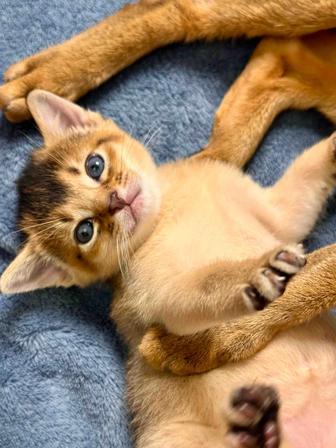 Абиссинский котенок