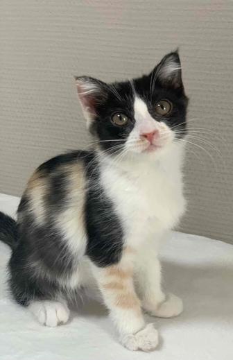 Котенок ищет дом