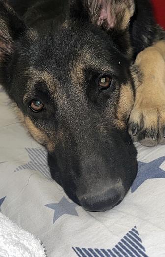 Продажа Щенков ВЕО ! Родились 17 октября 2025 мальчикаи и девочки