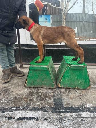 Щенки Малинуа, Бельгийская овчарка