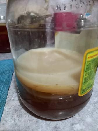 Продам чайный гриб камбочо.