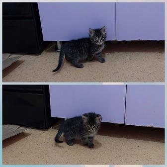 Котенок мальчик 2 мес