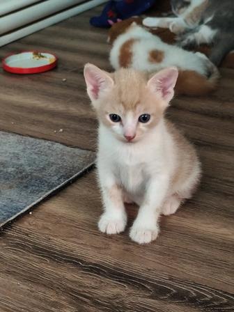 Котята сфинкс