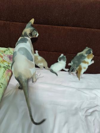 Котята сфинкс