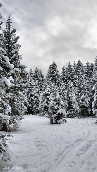 Ель Тянь Шаньская