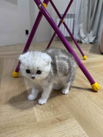 Котенок породы Шиншилла