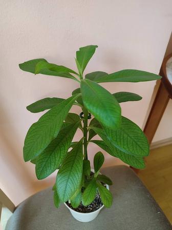 Цветы комнатные