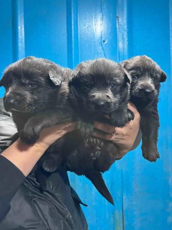 Щенки немецкой овчарки