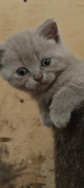 Породистые котята породы британцы