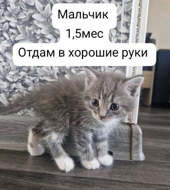 Отдам котят в хорошие руки