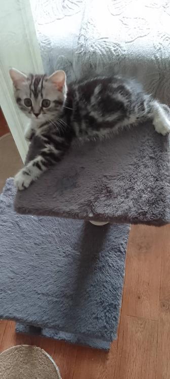 Шотландская девочка красавица