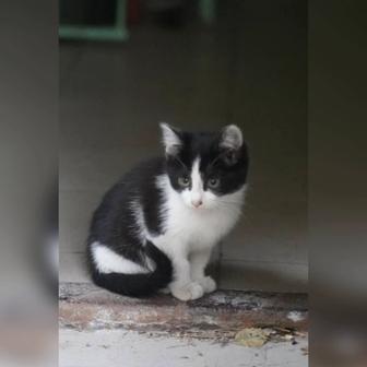 Котята в ответственные руки