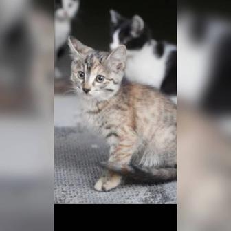 Котята в ответственные руки