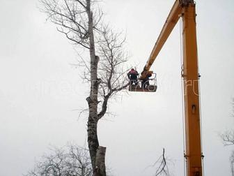 Спил деревьев.