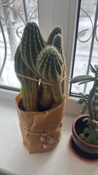 Продам комнатные растения