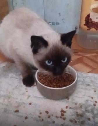 Кошечка в добрые руки