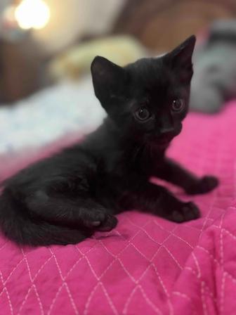 Котята