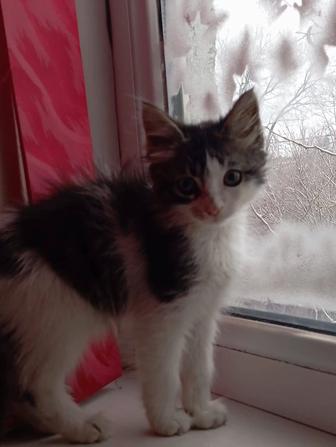 Отдам котика в добрые руки