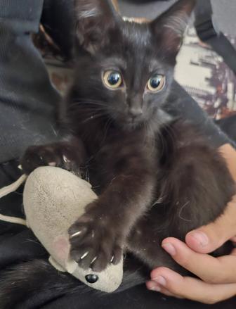 Ищем дом котенку