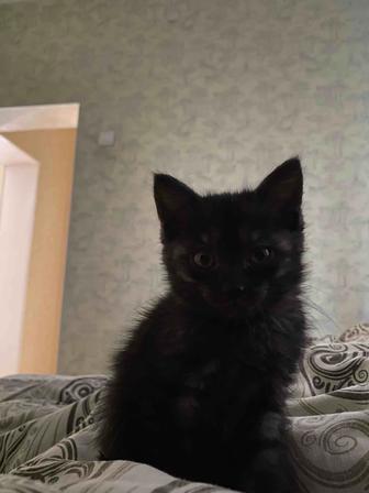 Котенок