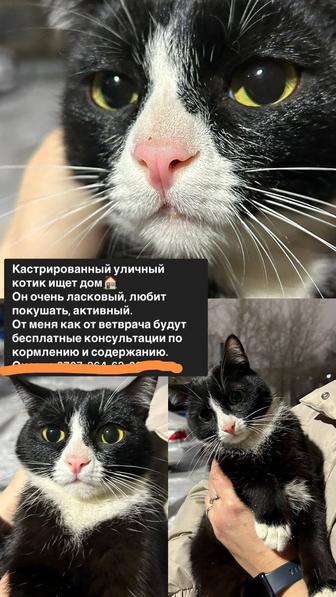 Котик ищет дом
