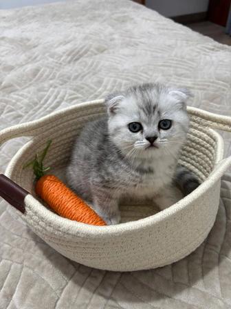 Шотландский вислоухий котенок, мальчик