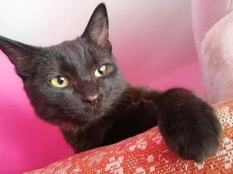 Заберите котенка с мусори!!!