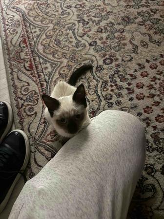 Отдаю Сиамскую кошку