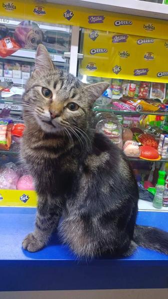 Котенок в любящие ручки