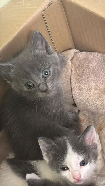 Отдам котят им 2 месяца