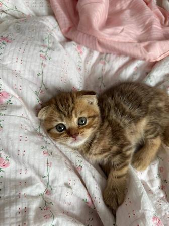 Котята породистые