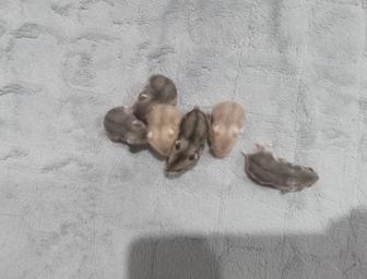 Продам.Хомячки цена 500тг., возраст 1месяц.Окрас серые, рыжие.