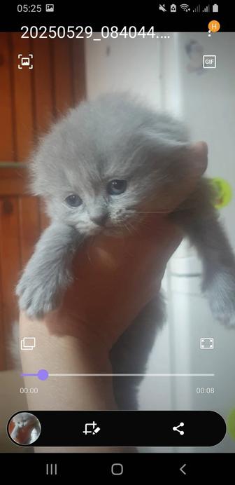 Шотланские котята