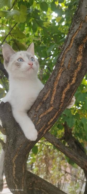 Отдам кошку и кота бесплатно.