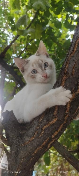 Отдам кошку и кота бесплатно.