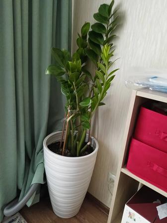 Продам комнатное растение Доллар(Замиокулькас)