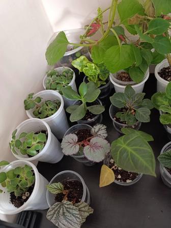 Продам комнатные растения, отростки