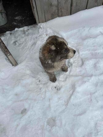 Продам щенка