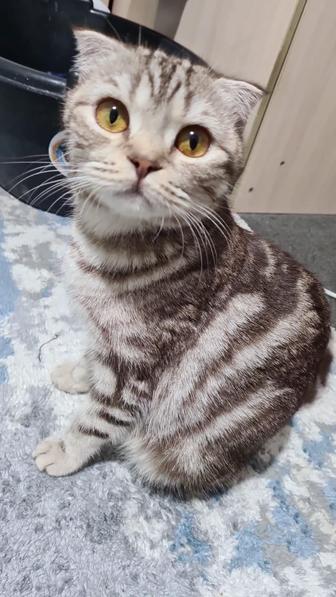 Кошка Бесплатно