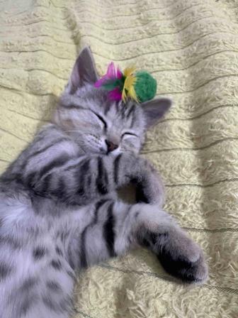 Котята в хорошие руки