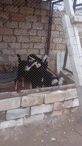 Продам козу