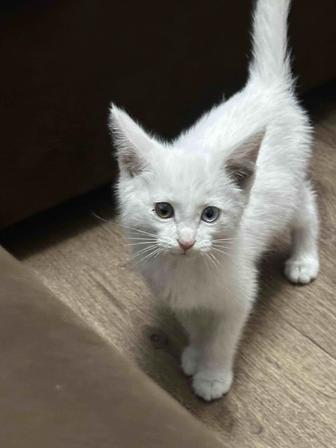 Продам котенка турецкая Ангора