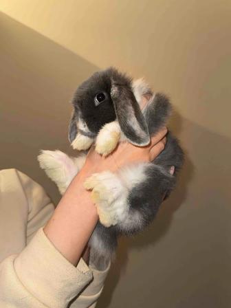 Декоративный кролик