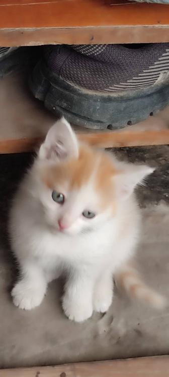 Отдам котят в хорошие,добрые руки