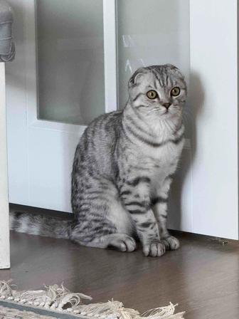 Шотландский вислоухий котенок