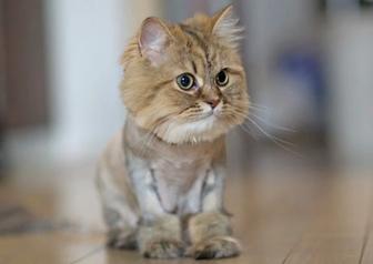 Стрижка животных