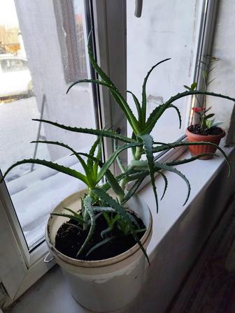 Продам Алоэ большой куст
