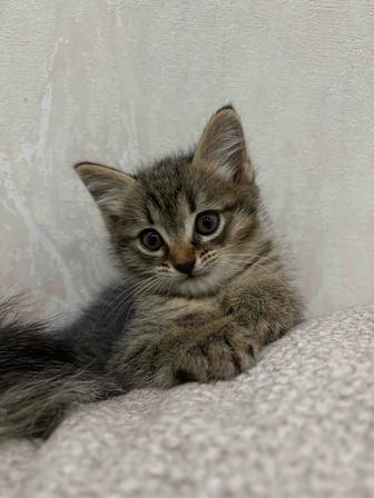 Отдам котенка девочку в добрые руки