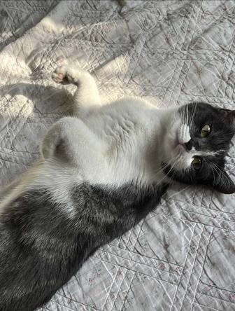 Индивидуальная передержка котиков